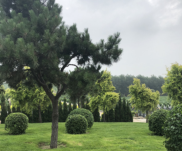 沈陽龍生墓園