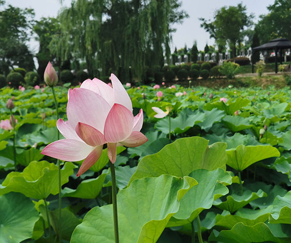 沈陽龍生墓園