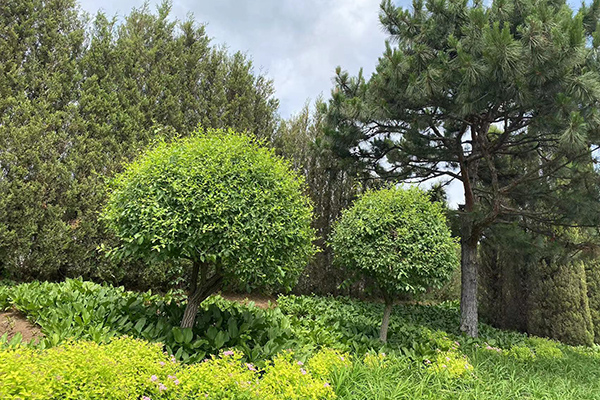 沈陽龍生墓園