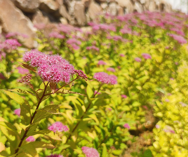 沈陽龍生墓園