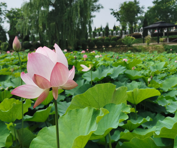 沈陽龍生墓園
