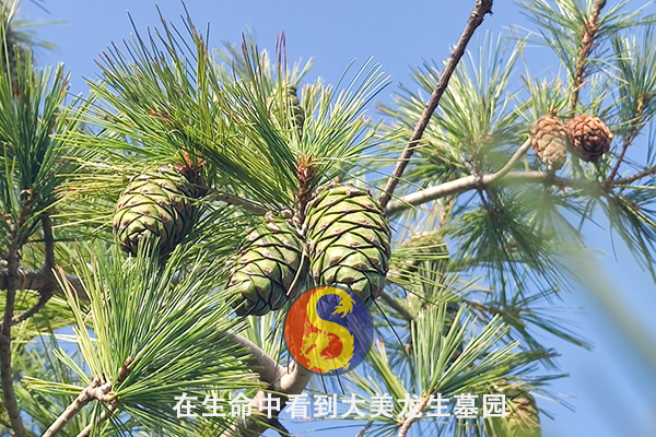 沈陽龍生墓園