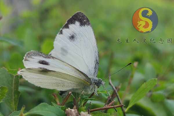 沈陽龍生墓園