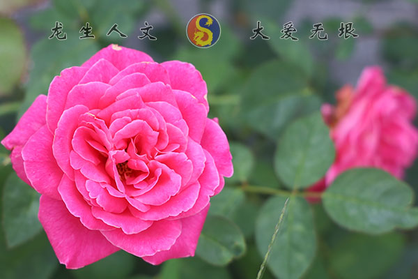 沈陽龍生墓園