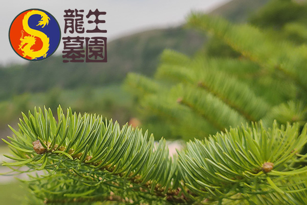 沈陽龍生墓園