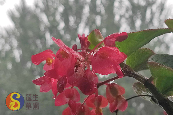 沈陽龍生墓園