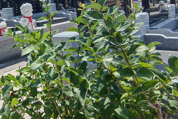 沈陽龍生墓園
