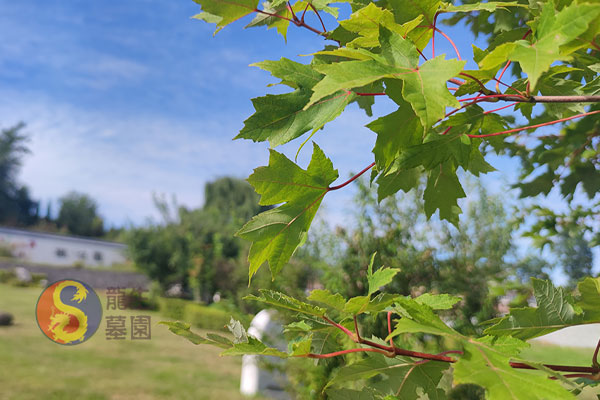 沈陽墓地陵園：龍生墓園山清水秀，冬季買墓優惠活動來襲，一站式服務貼心相伴