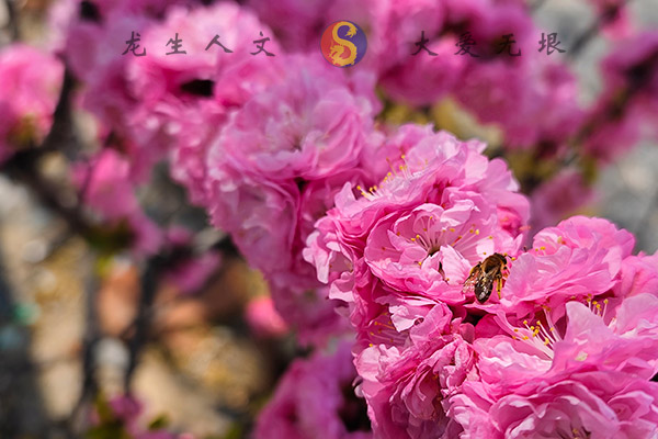 沈陽龍生墓園