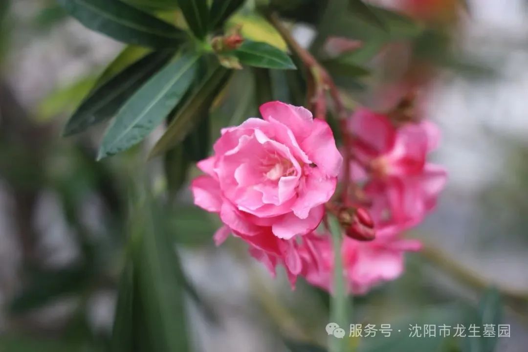 沈陽龍生墓園父親節特輯|把愛釀進時光