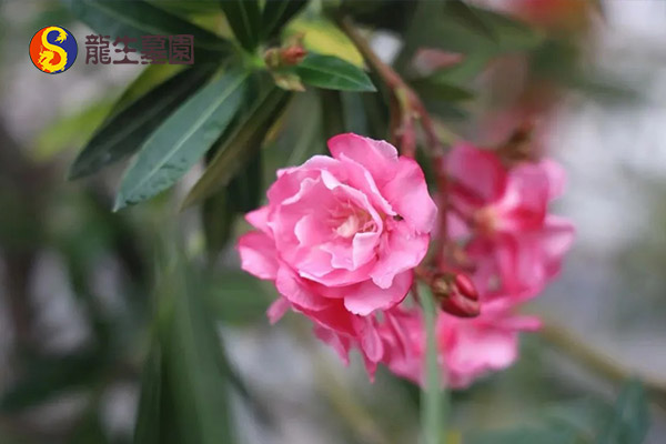 沈陽龍生墓園