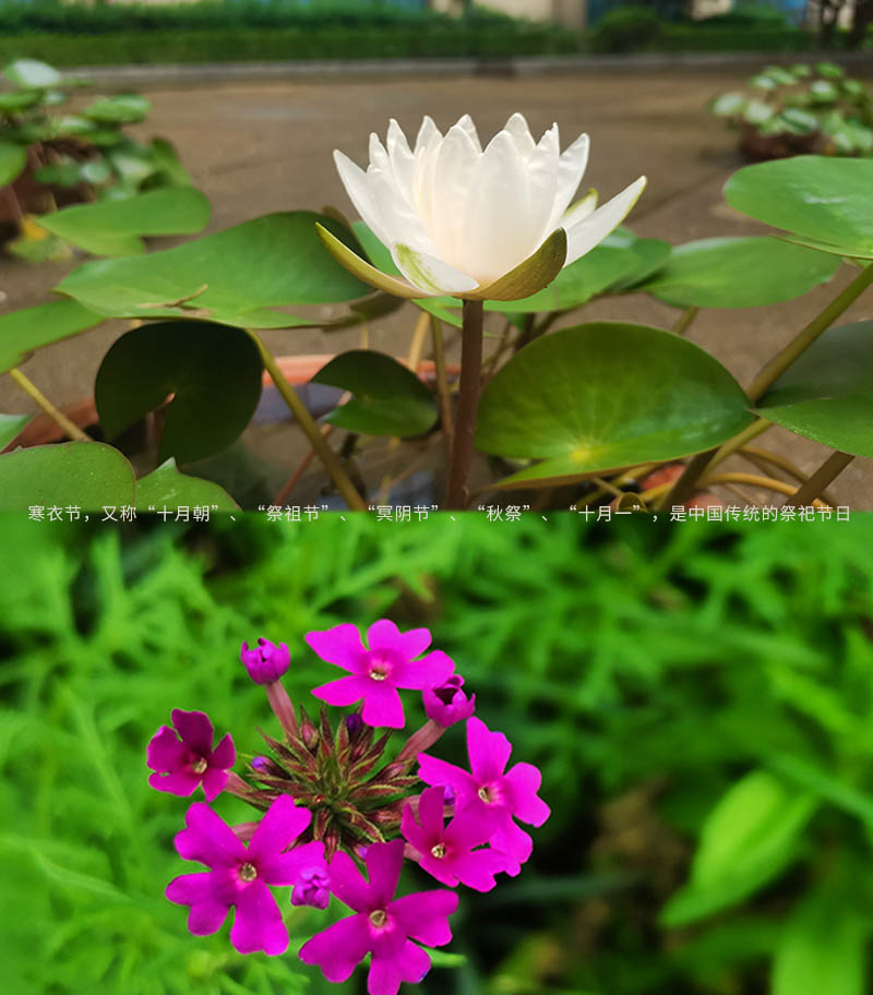 沈陽墓園關于做好含義寒衣節期間祭掃管理的通告