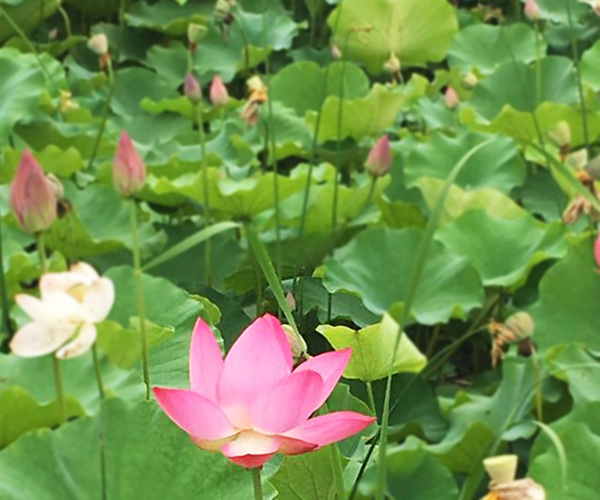 沈陽十大墓園排名哪個陵園好看，沈陽墓園前十位的龍生墓園信息！