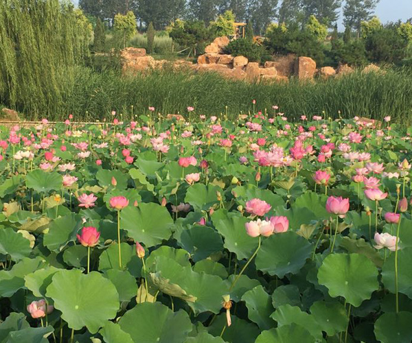 沈陽十大墓園排名哪個陵園好看，沈陽墓園前十位的龍生墓園信息！