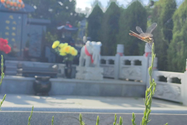 沈陽墓地家庭合葬墓