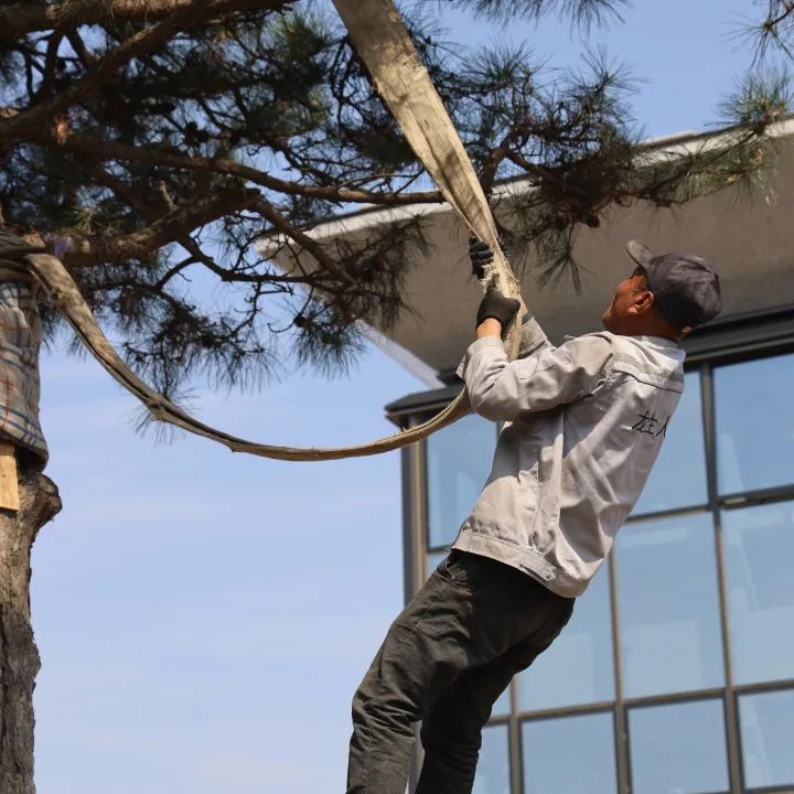 元旦喜迎新，龍生憶去歲，展今朝，未來可期，沈陽墓園365天為愛守護！
