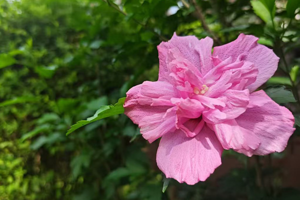 沈陽陵園網絡祭祀的方法有哪些值得市民關注