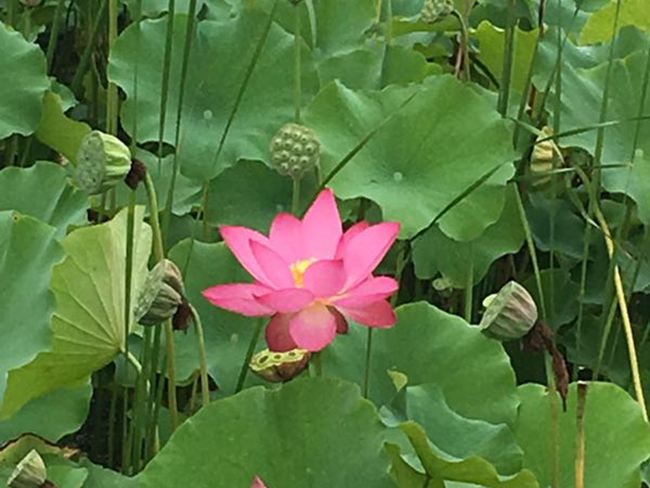 夏之映日芙蕖(圖1)